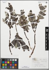 Foto von Salix lapponum L.